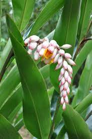 Alpinia Zerumbet Shell Ginger – Aloha Tropicals